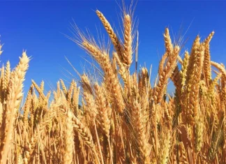 urod pšenice proizvodnja pšenice
