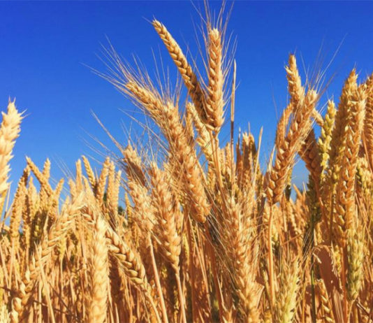 cijena pšenice pšenica