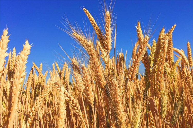cijena pšenice pšenica