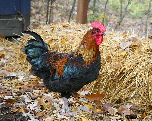 pojava influence ptica