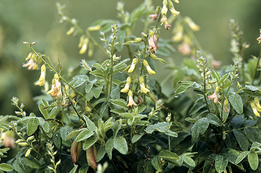 Astragalus, Huang Qi, Astragalus Membranaceus; Membranous Milkvetch; Mo Jia Huang Qi; Huangqi, Huang Qi; 拉丁名; 英文名