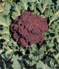 15042004001