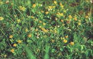 15042008004