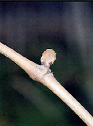 15042009005