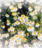 15072004003