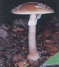 amanita gljiva