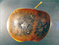 Azijska_smedja_trulez_85x85
