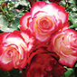 Jesenska_sadnja_ruza_85x85