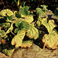 Mjere_suzbijanja_nematoda_85x85