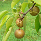 Pyrus pyrifolia