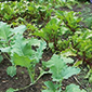 Prednosti_zdruzenih_usjeva_85x85