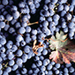 Uspjesna_berba_grozdja_85x85