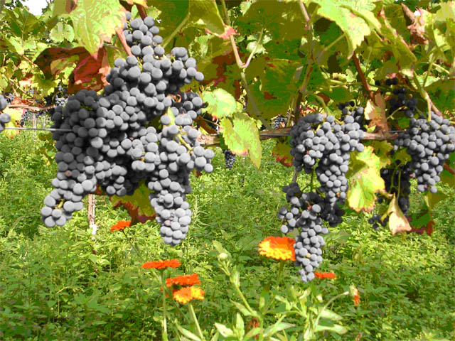 cabernetcortis1