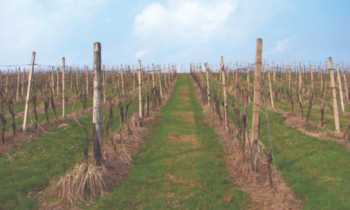 Mogućnosti I Ograničenja Suzbijanja Korova U Voćnjacima I Vinogradima