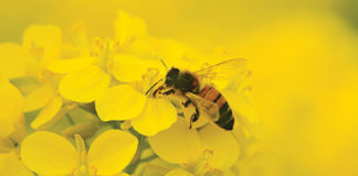 medonosno bilje za pčelinju pašu