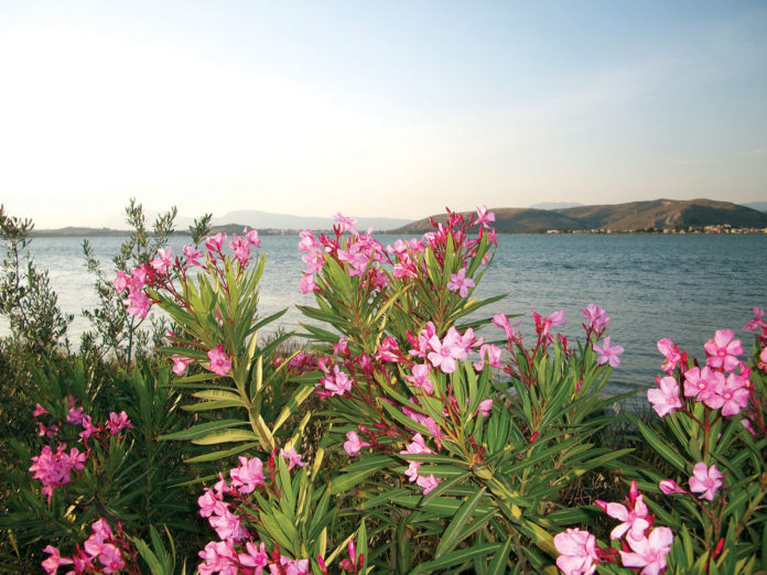 Oleander oleander
