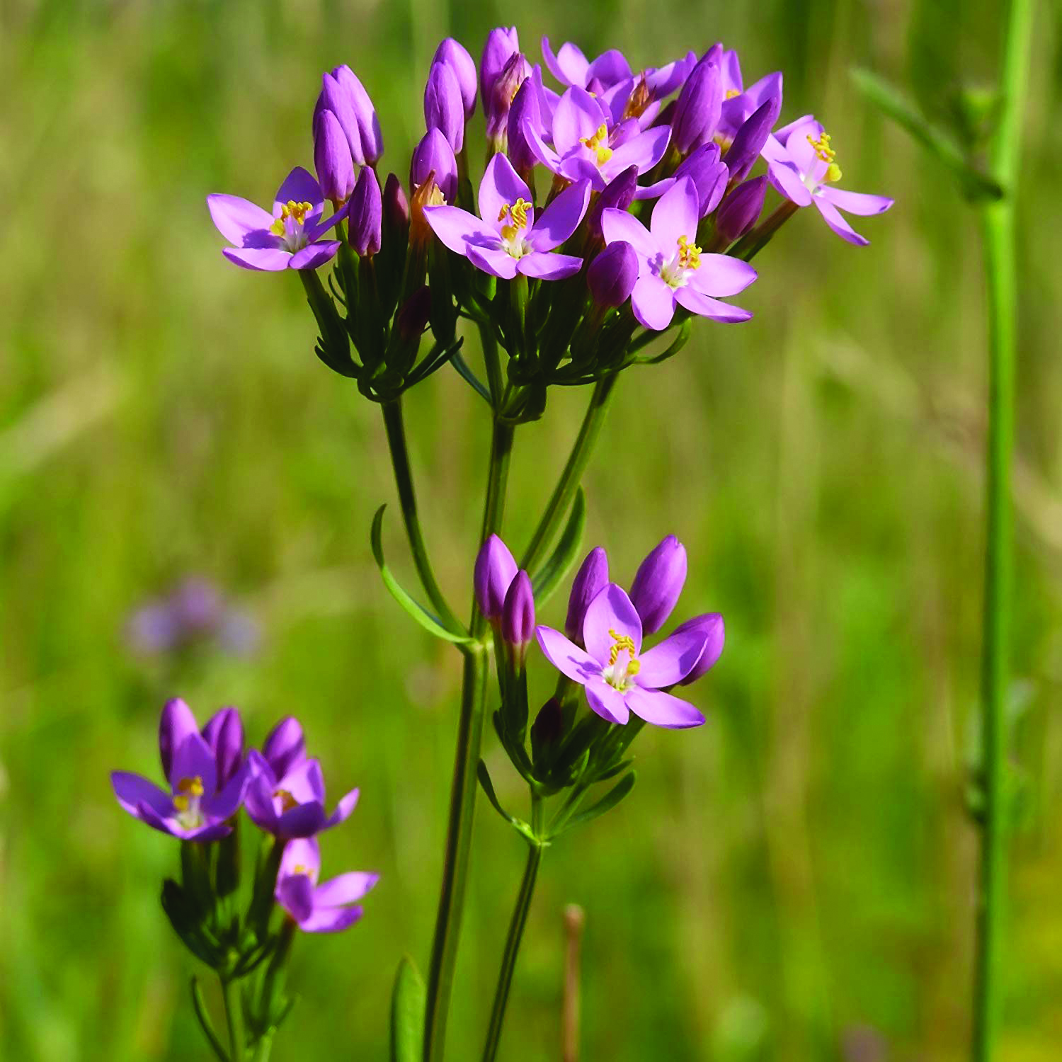 Золототысячник. Золототысячник зонтичный. Centaury золототысячник. Centaurium erythraea. Золототысячник малый (зонтичный) –.