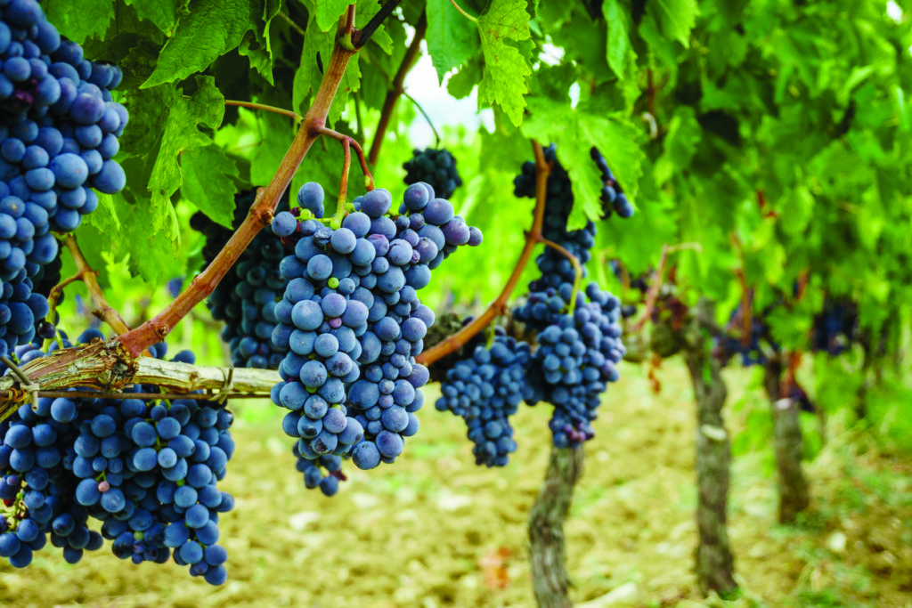proizvodnja domaćih vina