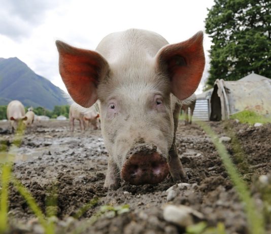 afrička svinjska kuga hrvatska