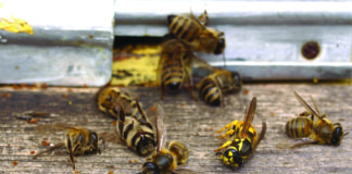francuska zabranila svih pet pesticida koji uzrokuju smrt pčela
