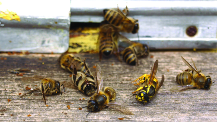 francuska zabranila svih pet pesticida koji uzrokuju smrt pčela