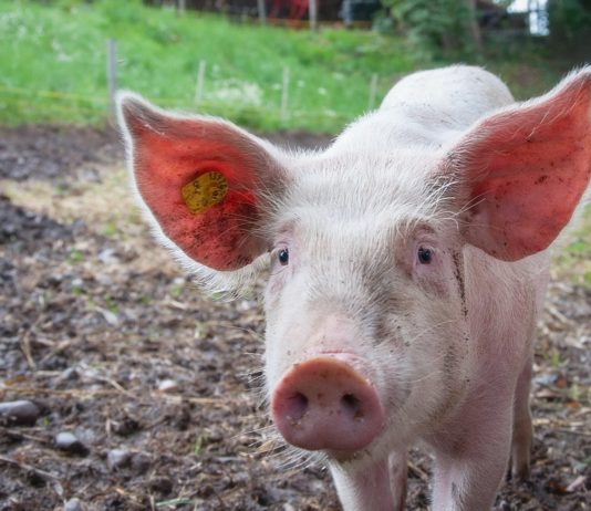 hrvatska slobodna od svinjske kuge