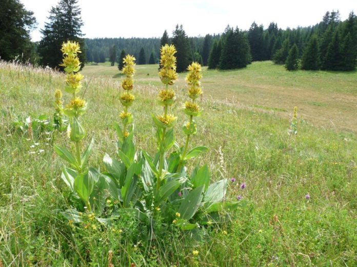 gentiana lutea