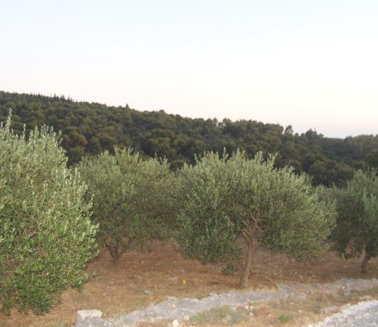 ekološki maslinik