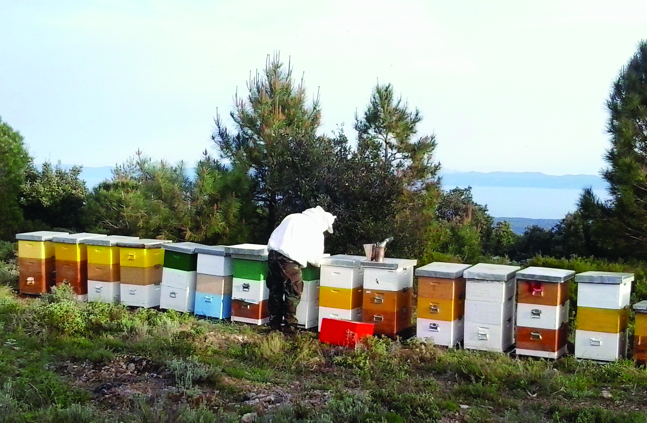 prihranjivanje pčela