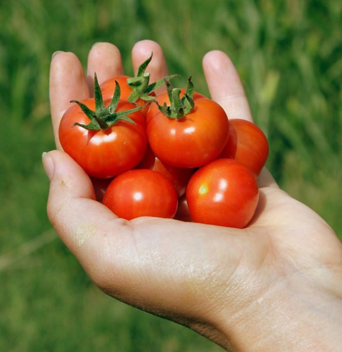 Naslovna Slika Cherry Rajčice cherry