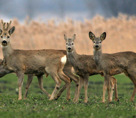 20 milijuna kuna za osiguranje od štete nastale od naleta vozila na divljač divljač