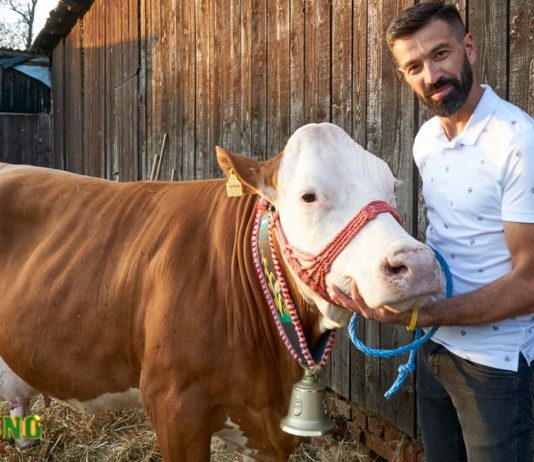 Tko je šampion 27. Državne stočarske izložbe? rajakovic