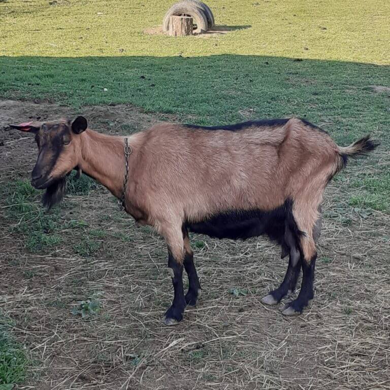 koze francuska alpina koze francuska alpina