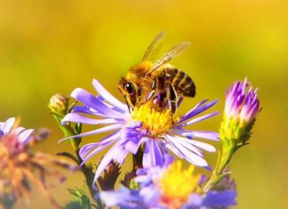 svjetski dan pčela