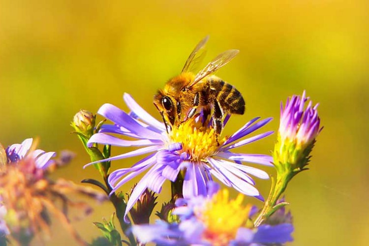 svjetski dan pčela