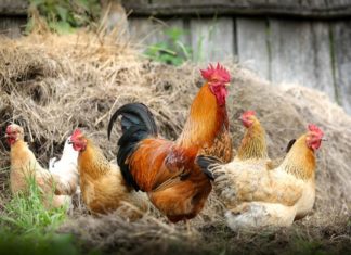 biosigurnosne mjere influenca ptica