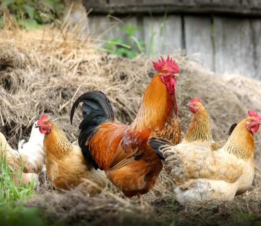 biosigurnosne mjere influenca ptica