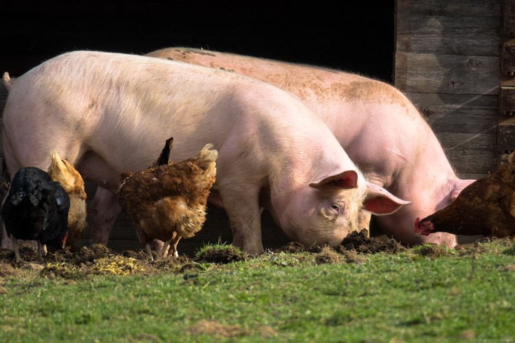 Program potpore proizvođačima tovnih svinja u e-savjetovanju