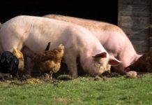 potpore za uzgajivače svinja