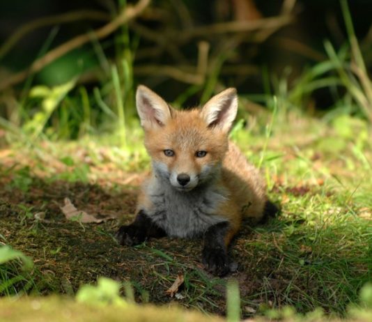 akcija oralne vakcinacije lisica