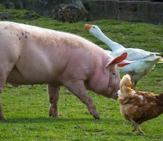 podnošenje zahtjeva za COVID-19 potpore