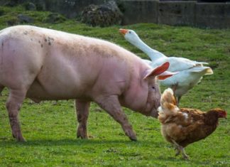 potpore za peradarstvo i stočarstvo