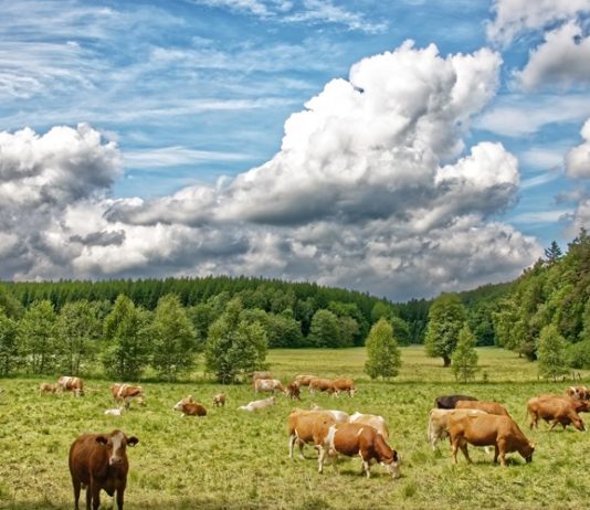 korištenje šumskog zemljišta