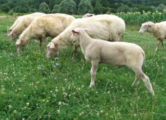 potpore uzgajivačima ovaca i koza