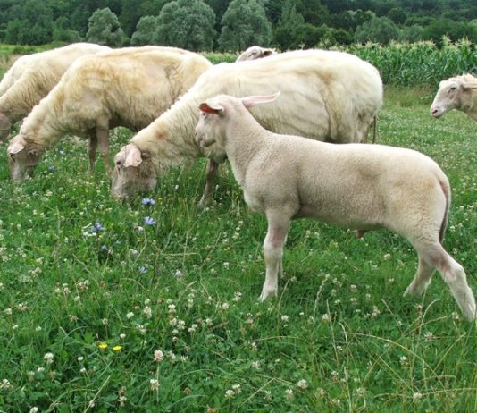 potpore uzgajivačima ovaca i koza