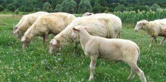 podnošenje zahtjeva za uzgajivače ovaca i koza do 26. studenog
