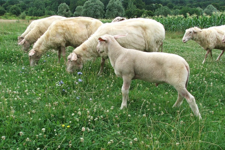 podnošenje zahtjeva za uzgajivače ovaca i koza do 26. studenog