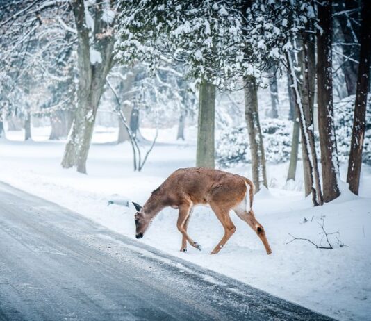 Ministarstvo poljoprivrede nastavlja s financiranjem jedinstvene police osiguranja za štetu nastalu od naleta vozila na divljač