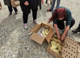 Osigurane donacije za obnovu stočnog fonda na potresom pogođenim područjima