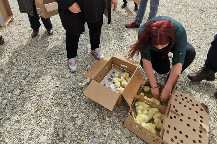 Osigurane donacije za obnovu stočnog fonda na potresom pogođenim područjima